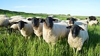 Rhönské ovce. © Flickr/ Tobias Nordhausen