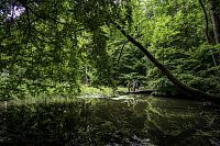 V pralesu národního parku Hainich © Thüringer Tourismus GmbH / Sabine Braun