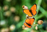 Bavorsko, Motýli ©AdobeStock/mojolo