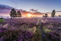 Lüneburg: Kvetoucí vřesoviště Lüneburger Heide © TMN GmbH/Markus Tiemann