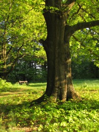 V arboretu (původně zámecký park nikdy nepostaveného zámku) ve Vysokém Chvojně