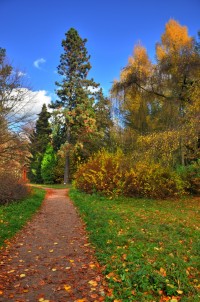 V arboretu (původně zámecký park nikdy nepostaveného zámku) ve Vysokém Chvojně