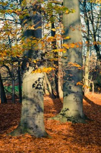 Buky na okraji arboreta (u fotbalového hřiště) ve Vysokém Chvojně