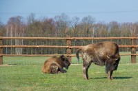 Vysoké Chvojno - bizoni u bývalého kravína u tzv. Hoděšovky (cesta, též cyklotrasa č. 4265 a zelená turistická značka), kousek od odbočky z ulice Na Drahách v severní části obce, pramenná oblast Chvojeneckého potoka