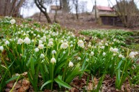 Vysoké Chvojno - bledule jarní (Leucojum vernum) u rybníčku u farské zahrady pod kostelní zdí (cca 300 m n. m.) 