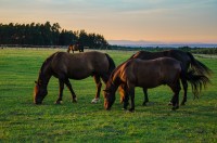 Koně na pastvině u Joštovy vyhlídky, v pozadí východní Krkonoše