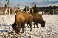 Vysoké Chvojno - ohrada s bizony americkými
