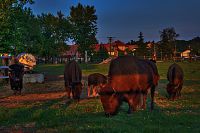 Vysoké Chvojno - ohrada s bizony americkými