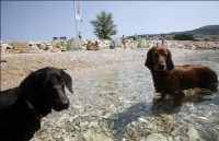 pláže pro psy v Chorvatsku