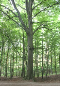 Celkový pohled na dominantní strom