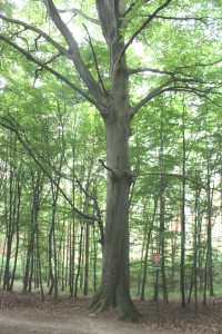 Celkový pohled na dominantní strom