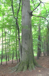 Dolní část stromu