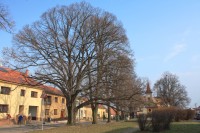 Brno-Bosonohy - lipové stomořadí