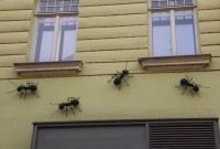 Plastiky mravenců na fasádě
