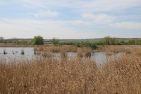 Pohled na rybník Nesyt