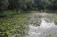 Zarůstající rybník