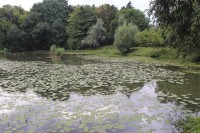 Zarůstající rybník