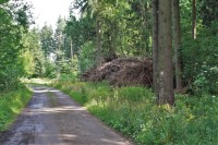 Lesní cestou k dudkovickému rozcestí