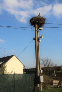 Čapí hnízdo v obci