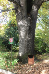 Detail kmene stromu