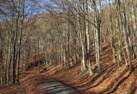 Dolním okrajem rezervace vede stejnojmenná lesní komunikace