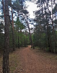 Vycházková trasa vede i borovicovým lesem