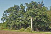 U bývalé hájenky se nachází několik mohutných exemplářů dubu letního