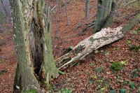 Staré dubové a bukové porosty na přístupovém hřebeni