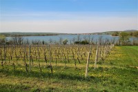 Pohled přes vinohrad na rybník Nesyt