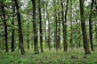 Staré dubové porosty v Bedřichově lese