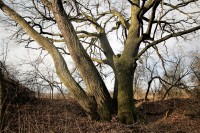 Dub Troják je tvarově velice zajímavý strom