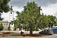 Lanškroun - významný strom na náměstí Aloise Jiráska