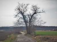 Dominantní starý akát na Jezdecké cestě nad Charvátskou Novou Vsí