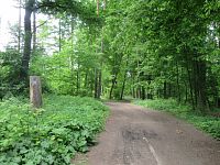 Trasa vede většinou listnatými obůreckými lesy