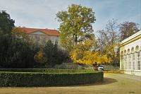 Památný strom se nachází ve východní části parku v těsné blízkosti skleníku, v pozadí boskovický zámek