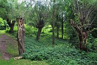 Lužní lesík kolem Ivanovického potoka poblíž hráze rybníka