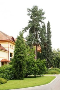 Luže - Hamzova léčebna - arboretum