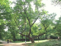 Park Lužánky - památný jinan dvoulaločný