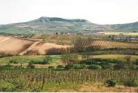 Dunajovické vinohrady