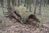 Jeden z padlých prastarých mohykánů lužního lesa