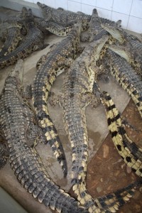 Krokodýlí farma