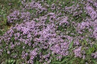 Miroslavské kopce - místní květena