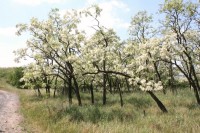 Miroslavské kopce - kvetoucí akátový lesík