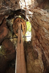 Praskoleská lípa - zvonička uvnitř kmene