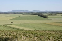 Pohled přes vinohrady na hřeben Pálavy