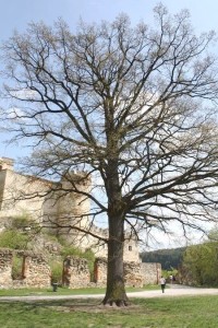 Hradní dub u boskovického hradu