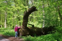Jeden z padlých prastarých soliterů dubů, které v minulosti hostil zdejší lužní les
