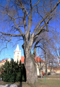 Brno-Řečkovice - javor stříbrný v parku na Palackého náměstí na konci zimy