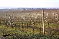 Strachotínské vinohrady