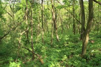 Lesní porost na severním svahu rezervace